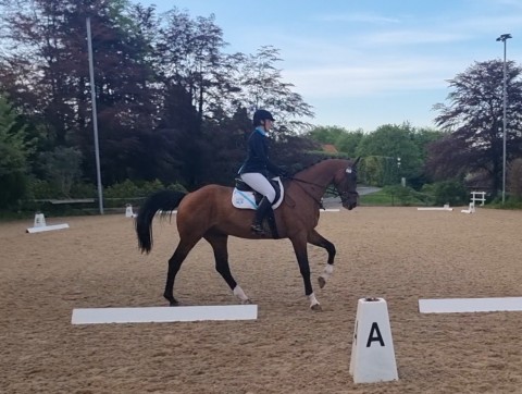 Dressage Dorset Showground