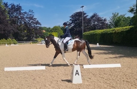 Dressage Dorset Showground - Whitsun