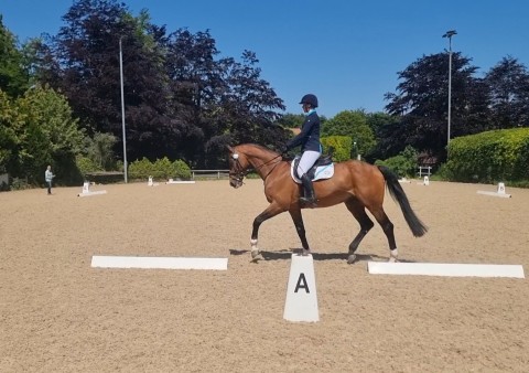 Dressage Dorset Showground - Roly