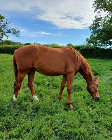 Chacco's Golden Light