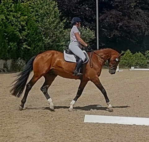 Dressage Dorset Showground - Milfield Roly Poly