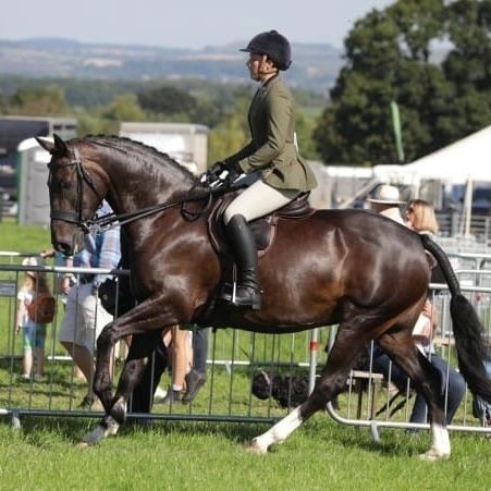 Gillingham & Shaftesbury - Harper Showing