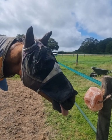 Summer supported by Equine Products