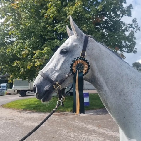 Dorset Showground - Kuzco Van De Postbaan