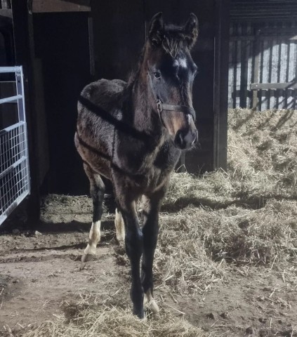 Weaning Time and New Arrivals