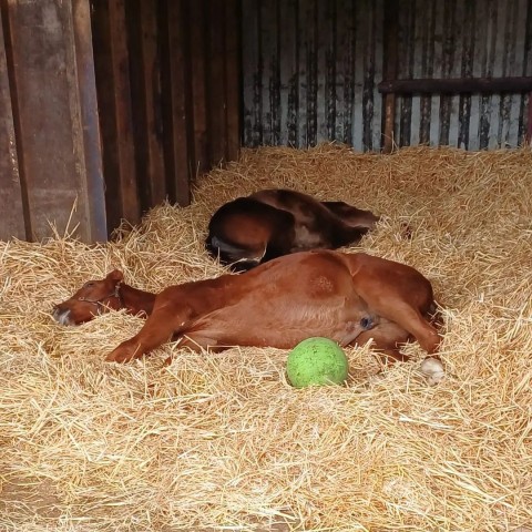 Relaxed Babies