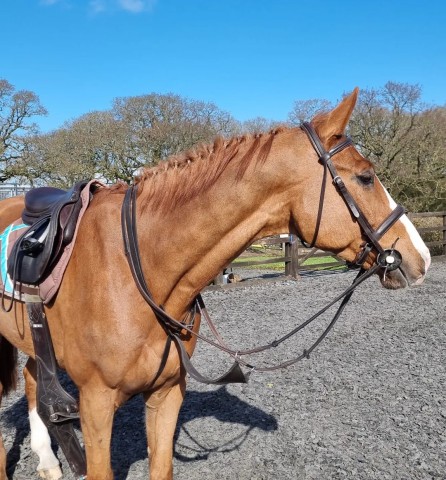 Voltaire Saddle Fitting