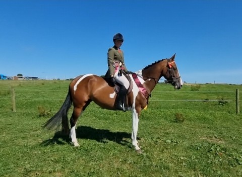 Wessex Horse Show