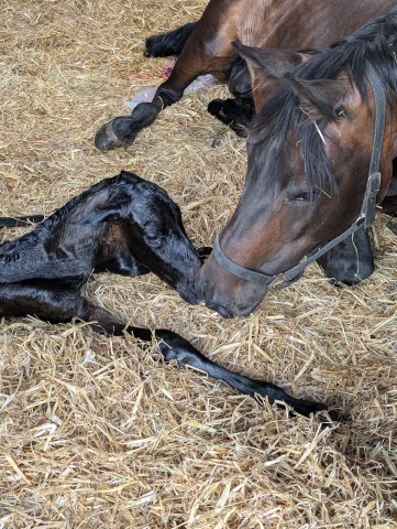 Holly Foals