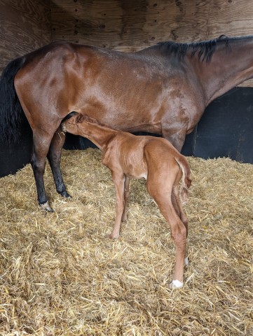Zarina Foals