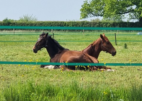 Nearly Yearlings!