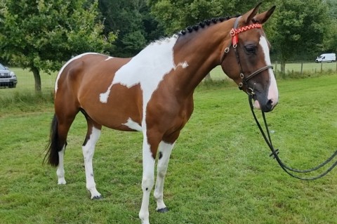 Gillingham & Shaftesbury Show