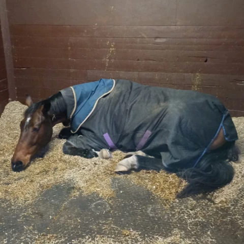 New horse - Bruno