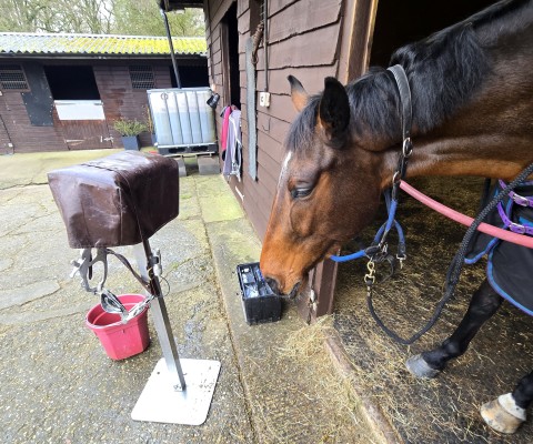 Equine Dental Clinic Visit