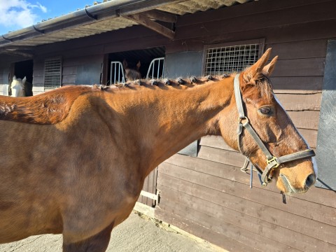 Half Moon Dressage
