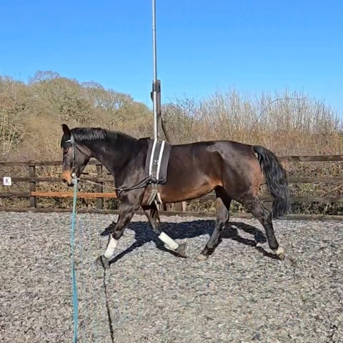 Holly back to work post foal