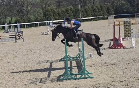 Jump Schooling Dorset Showground