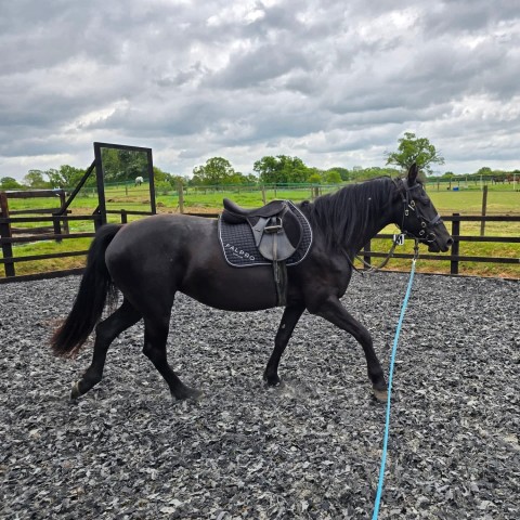 New backing livery - Vienna