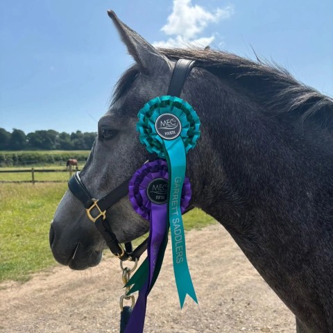 Moreton Showjumping - Lulu