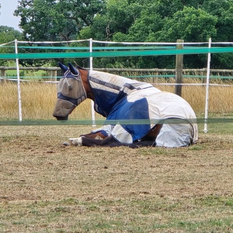 New Horse Sourced for Client