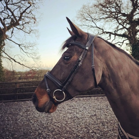 Henry James Saddlery