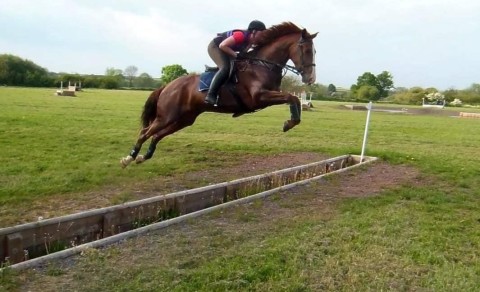 Hillviewfarm Fergus